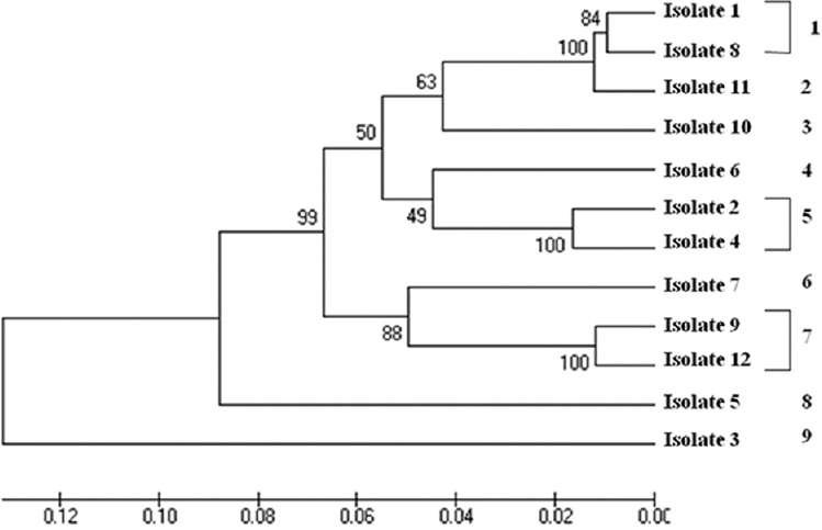 Unweighed pair group method with arithmetic mean analysis showing relationship between multilocus subtypes based on length polymorphism. The optimal tree with the sum of branch length = 0.65904592 is shown. The percentage of replicate trees, in which the associated taxa clustered together in the bootstrap test (1000 replicates) are shown next to the branches. The tree is drawn to scale, with branch lengths in the same units as those of the evolutionary distances used to infer the phylogenetic tree. The evolutionary distances were computed using the Kimura 2-parameter method and are in the units of the number of base substitutions per site. The rate variation amongst sites was modelled with a gamma distribution (shape parameter=1). The analysis involved 12 nucleotide sequences. Evolutionary analyses were conducted in MEGA5.