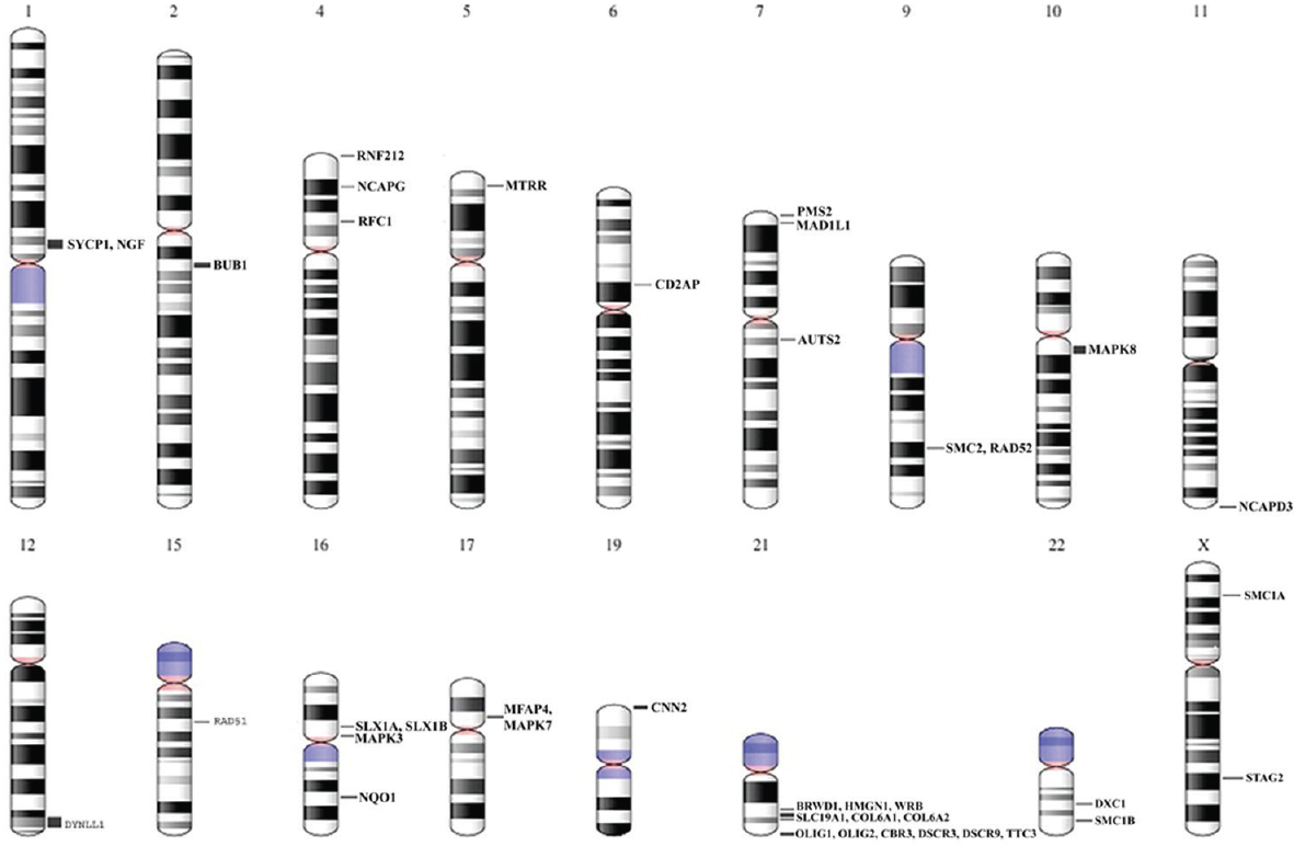Karyogram showing burden of copy number variation overlapping genes identified in the normal individuals across 12 populations which are possibly involved in causing aneuploidy. These genes were distributed across all chromosomes except 3, 8, 13, 14, 18 and Y; while copy number variation-enriched genes were found more in chromosome 21.