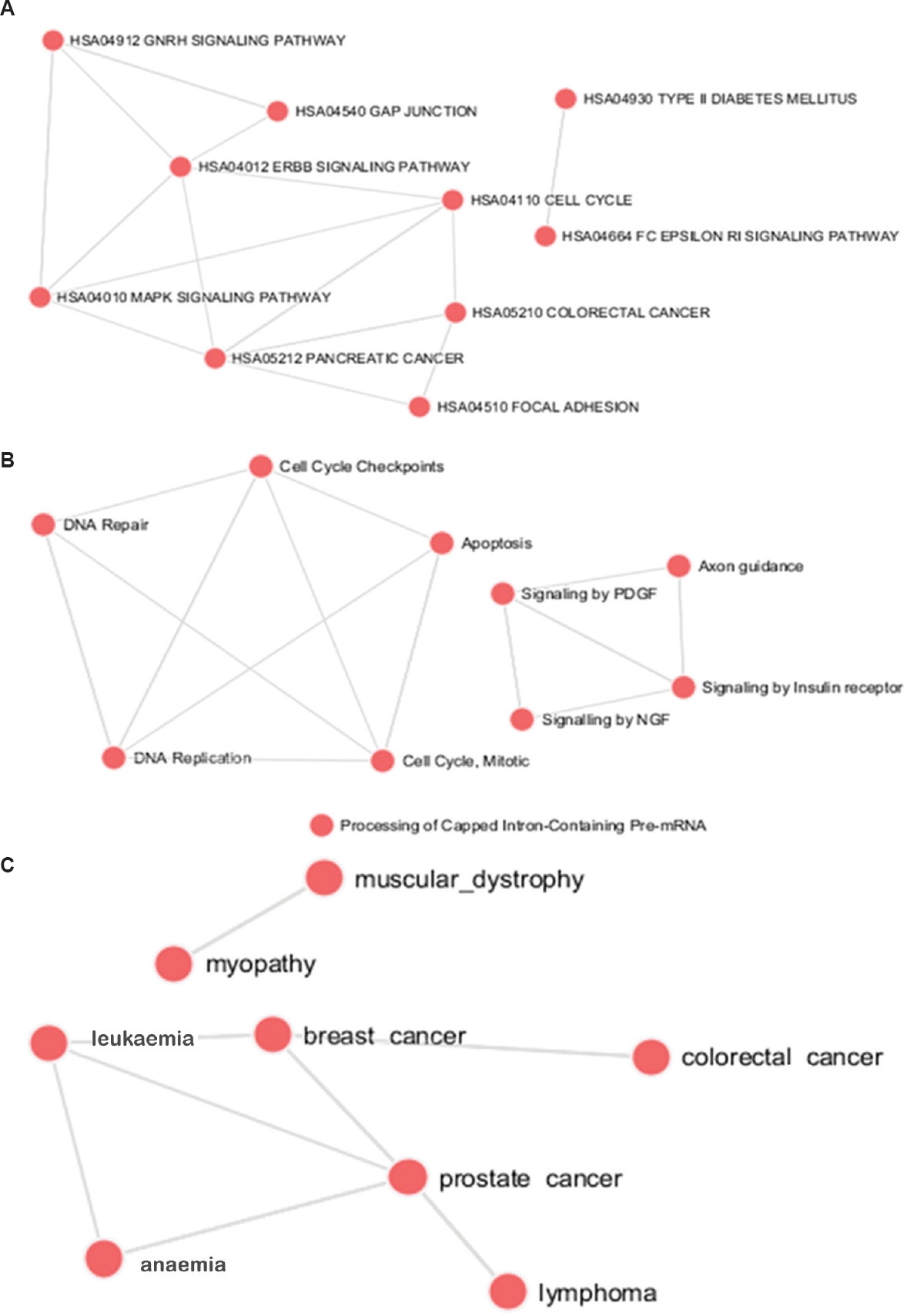 Representation of disease network linked to the copy number variation-non-disjunction (CNV- NDJ) genes carried out by enrichment analysis performed using EnrichR web service. (A) Major Kyoto Encyclopedia of Genes and Genomes (KEGG) grid network. (B) Reactome grid network. (C) Major Online Mendelian Inheritance in Man (OMIM) disease network (http://amp.pharm.mssm.edu/Enrichr/).