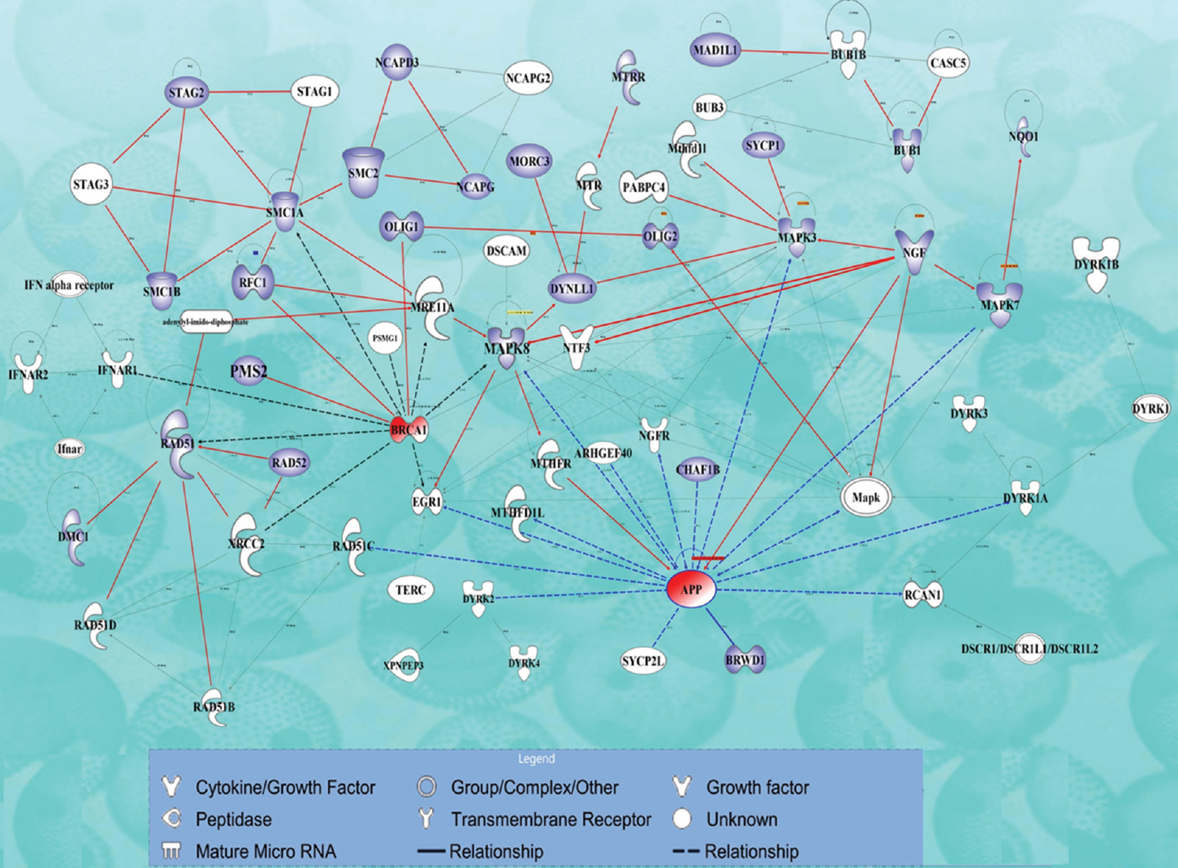 Representation of the molecular interaction pathway analysis of the associated and causal genes linked to aneuploidy. Purple coloured molecules indicate the copy number variation overlapping genes identified in the study. Breast cancer gene 1 (BRCA1), amyloid protein precursor (APP) formed major hubs, interacting with other CNV- NDJ genes involved in meiotic recombination and DNA repair and hence are indicated in red colour. Paths between genes represent protein-protein interactions, regulation and phosphorylation activities. This complex network analysis was performed using Ingenuity Pathway Analysis tool (http://www.ingenuity.com/products/ipa).