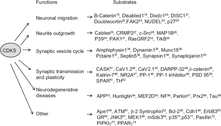 Major identified cyclin-dependent kinase 5 (CDK5) substrates. Substrates are categorized based on their functions. Superscript numerals denote reference numbers. DISC1, disrupted in schizophrenia 1 protein; FAK2, flagellar adenylate kinase; NUDEL, nuclear distribution protein nudE-l; P27, cyclin-dependent kinase inhibitor 1B; CRMP2, dihydropyrimidinase like 2; c-Src, proto-oncogene tyrosine-protein kinase; MAP1B, microtubule-associated protein 1B; P39, cyclin-dependent kinase 5, regulatory subunit 2; PAK1, serine/threonine-protein kinase; RasGRF2, ras-specific guanine nucleotide-releasing factor2; TrkB, BDNF/NT-3 growth factors receptor; CASK, peripheral plasma membrane protein; CaV1.2, voltage-dependent L-type calcium channel subunit alpha; CaV2.1, voltage-gated calcium channel alpha 1A subunit; DARPP-32, dopamine- and cAMP-regulated neuronal phosphoprotein; NR2A, glutamate receptor, ionotropic, N-methyl D-aspartate; PP-1, protein phosphatase 1; PSD95, postsynaptic density protein 95; SPAR, surfactant protein A binding protein; TH, tyrosine 3-monooxygenase; APP, amyloid beta A4 protein; MEF2D, myocyte-specific enhancer factor 2D; NF, neurofibromin; Prx2, peroxidase; Tau, Microtubule-associated protein tau; Ape1, DNA-(apurinic or apyrimidinic site) lyase; ATM, serine-protein kinase ATM; Bcl-2, apoptosis regulator Bcl-2; Cdh1, cadherin-1; ErbB3, receptor tyrosine-protein kinase erbB-3; GR, glucocorticoid receptor; JNK3, mitogen-activated protein kinase 10; MEK1, dual specificity mitogen-activated protein kinase 1; mSds3, component of the functional mSin3/HDAC corepressor complex; p35, cyclin dependent kinase 5 regulatory subunit 1; PIPKI-γ, phosphatidylinositol-4-phosphate 5-kinase type 1 gamma; PPAR-γ, peroxisome proliferator-activated receptor gamma.