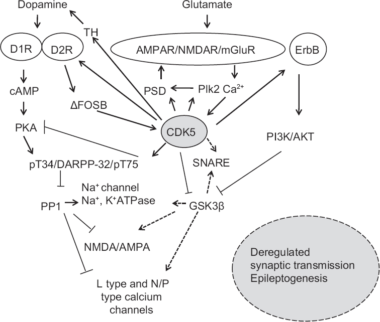 Hypothesized model of the pathways/substrates regulated by cyclin-dependent kinase 5 (CDK5) in dopamine and glutamate signalling. Depicted are postsynaptic dopamine/PKA/Thr34-DARPP-32, glutamate/CDK5/Thr75-DARPP-32, CDK5/Plk2/PSD/NMDA/AMPAR/mGluR, and CDK5/GSK3β/PI3K/AKT, ΔFOSB/CDK5 signalling cascades. CDK5 might play important role in regulating synaptic transmission by either directly influencing glutamate signaling through NMDAR/AMPAR/mGluR via PSD and Plk2, or maintaining dopaminergic homoeostasis via DARPP-32 phosphorylation and Akt/GSK3 signalling. DA signaling might further regulate CDK5 expression via ΔFosB. Deregulation of these pathways by CDK5 may alter synaptic transmission that may further lead to epileptogenesis. D1R, dopamine receptor D1; D2R, dopamine receptor D2; TH, tyrosine 3-monooxygenase; cAMP, cyclic adenosine 3′,5′-monophosphate; PKA, cAMP-dependent protein kinase; pT34 and pT75, phospho theronine 34 and 75; DARPP-32, dopamine- and cAMP-regulated neuronal phosphoprotein; FOSB, fosB proto-oncogene, AP-1, transcription factor subunit; GSK3β, glycogen synthase kinase-3 beta; SNARE, soluble N-ethylmaleimide-sensitive factor attachment protein receptor; PI3K, phosphatidylinositol 3-kinase; AKT, serine/threonine kinase; ErbB, epidermal growth factor receptor; NMDAR, glutamate receptor ionotropic, -methyl D-aspartate; AMPAR, 2-Amino-3-(3-hydroxy-5-methyl-isoxazol-4-yl)propanoic acid glutamate receptor; mGluR, metabotropic glutamate receptor; PSD, postsynaptic density; PIK2, phosphatidylinositol 3-kinase 2.