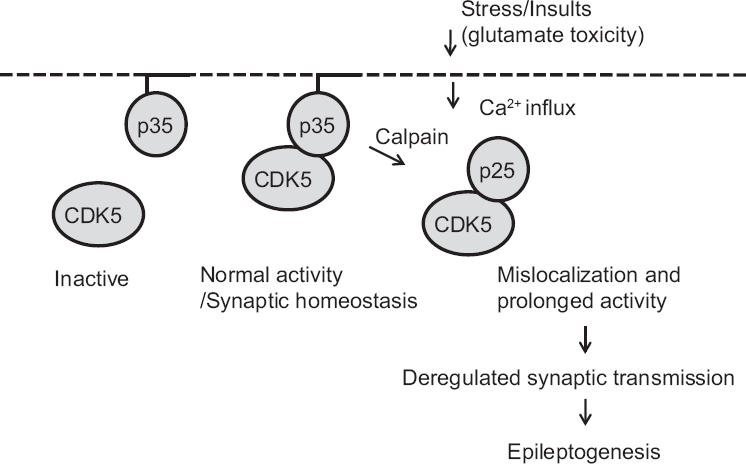 Diagram showing cyclin-dependent kinase 5 (CDK5) maintaining synaptic homoeostasis in a normal state or promoting epileptogenic activity under conditions of stress/brain insults that result in non-physiological Ca2+ influx.