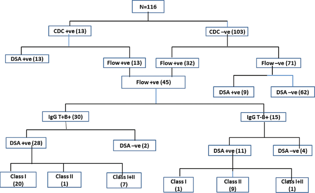 Flowchart depicting complement-dependent cytotoxicity (CDC) crossmatch, flow crossmatch and single antigen bead results in the given cohort. DSA, donor-specific antibodies.