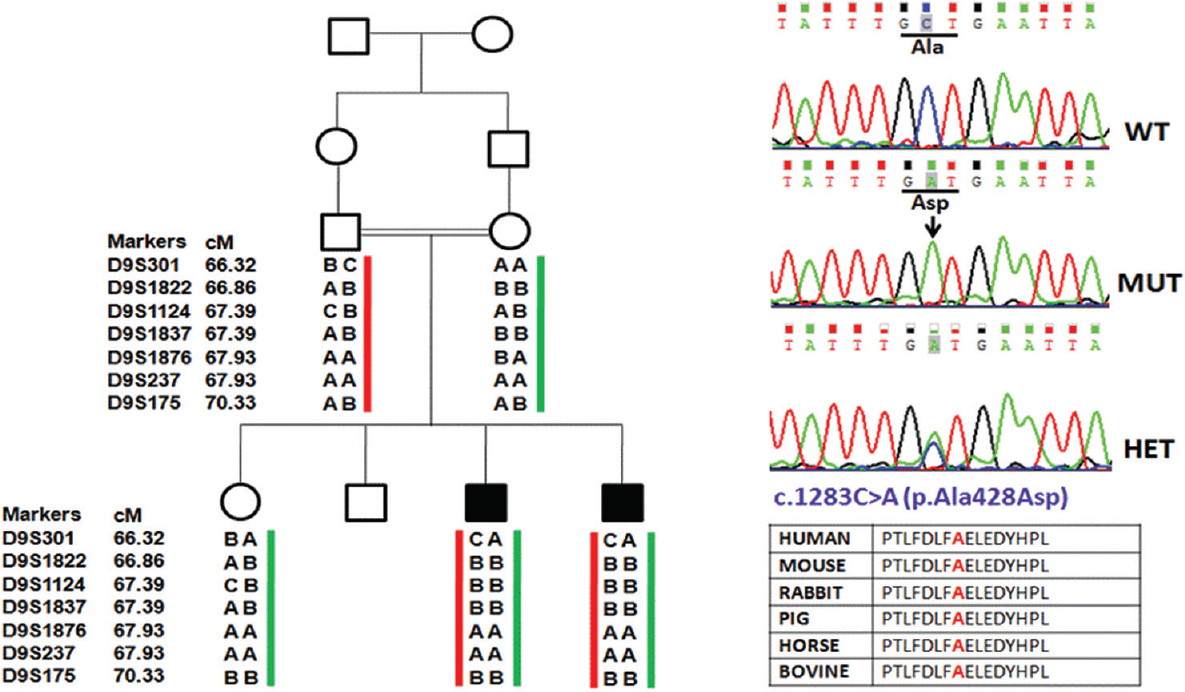 Pedigree and haplotypes (family LKO5), co-segregating nonsyndromic autosomal recessive hearing loss (filled symbols) with short tandem repeat markers at the DFNB7/11 locus. Sequence chromatogram of TMC1 gene show a novel homozygous change c.1283C>A (p.Ala428Asp) in hearing impaired children, parents and normal hearing child are heterozygous for c.1283C>A.