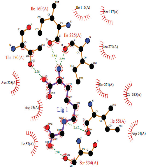 Analysis of carboxymethyl-lysine on paraoxonase 2 model using bioinformatics tools. The paraoxonase 2-carboxymethyllysine molecular interaction as inferred from docking study. Interacting atoms are shown as spheres with respective element colours. Hydrogen bond and hydrophobic interaction are shown as green dashed lines and red spiked arc, respectively.
