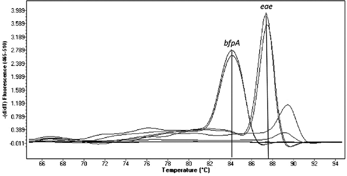 Real-time polymerase chain reaction assay showing amplified peaks of enteropathogenic Escherichia coli genes. X-axis represents melting temperature and Y-axis represents the rate of change of fluorescence over time.