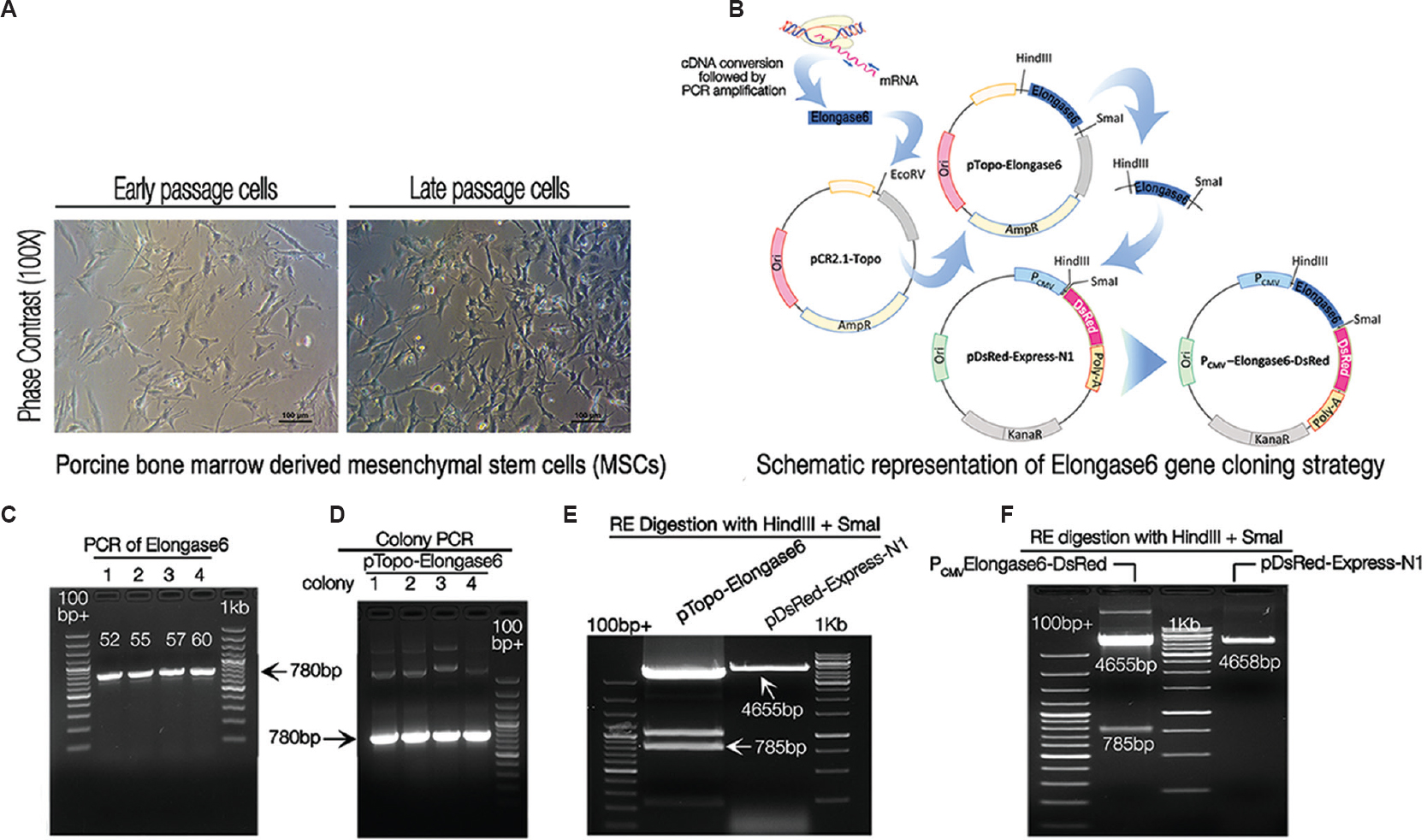 Cloning and sequencing of porcine Elongase6 open reading frame (ORF). Bright field images of in vitro propagated bone marrow derived porcine mesenchymal stem cells, used as a source for cloning the gene. (A) The photomicrograph showed the characteristic morphology of porcine mesenchymal stem cells in monolayer during early and late passage, respectively. Scale bar=100μm (B) Schematic diagram showing stepwise Elongase6 open reading frame cloning. Elongase6 open reading frame was PCR amplified and cloned into a cloning vector pCR®2.1-TOPO® (designated as pTopo-Elongase6). Next, Elongase6 ORF was moved from cloning vector to expression vector pDsRed-Express-N1 (named the recombinant plasmid as PCMV-Elongase6-DsRed). (C) Gel picture showing PCR amplified 780bp Elongase6 open reading frame on 1 per cent agarose gel. Lanes 1-4 show PCR amplified bands at four different annealing temperatures namely, 52, 55, 57 and 60°C, respectively. (D) Positive clones were identified by colony PCR (lanes 1, 2, 3 and 4 different colonies). (E) Restriction enzyme digestion and gel cleaning of the insert (Elongase6 open reading frame) and backbone (pDsRed-Express-N1): For cloning of Elongase6 in an expression vector, pDsRed-Express-N1 and pTopo-Elongase6 were digested with HindIII and SmaI Res. DNA fragments of size 4655bp (backbone) and 785bp (Insert) were purified from 1 per cent agarose gel and used for further ligation reaction to generate expression vector (PCMV-Elongase6-DsRed). Lanes with samples were made wider (by removing gap between two adjacent combs with cello tape) for loading larger quantity of samples. (F) Screening of bacterial clones positive for PCMV-Elongase6-DsRed plasmid by restriction enzymes digestion: Plasmid was digested with HindIII and SmaI (empty pDsRed-Express-N1 vector as a negative control) and run on 1 per cent agarose gel. Gel picture confirmed the generation of recombinant plasmid, as restriction enzymes digestion released 785bp insert and 4655bp backbone fragments. 100bp+ denotes the GeneRuler™ 100bp Plus DNA Ladder (Fermentas), 1kb denotes StepUp™ 1 kb DNA Ladder (GeNei™).