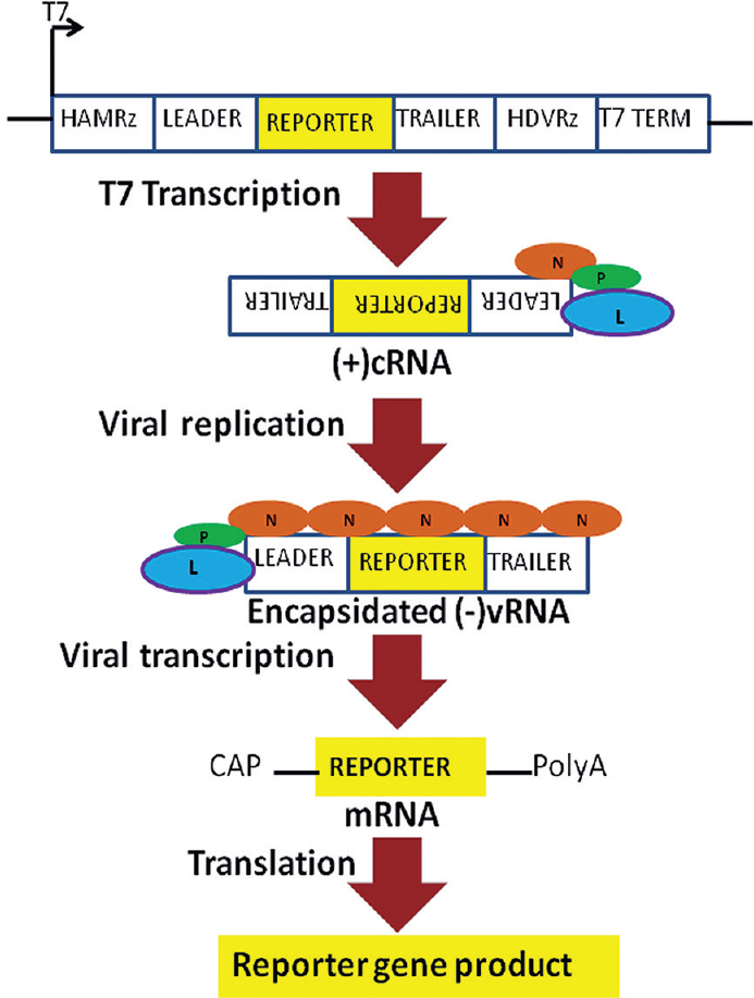 Schematic representation of Chandipura virus minigenome constructs and reporter gene expression; The leader and trailer regions of Chandipura virus along with the reporter gene sequence is flanked by the hammerhead ribozyme (HAMRz) and the hepatitis delta virus ribozyme (HDVRz). The T7 RNA polymerase promoter (T7 on a bent arrow) coming from the plasmid and the terminator (T7 TERM) are also shown. Transcription by T7 polymerase produces a positive sense complementary RNA (cRNA). cRNA interacts with the helper viral proteins (N, P and L) to form encapsidated negative-sense viral RNA (vRNA). Transcription of the vRNA by the helper viral proteins produces a 5' end guanosine diphosphate capped (CAP) and 3' end polyadenylated (PolyA) messenger RNA (mRNA) leading to reporter gene expression.