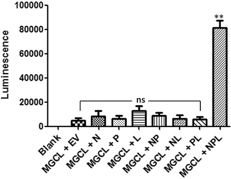 Expression of luciferase from Chandipura virus minigenome; cells were treated with minigenome construct expressing luciferase (MGCL) and empty vector (EV) or one or two helper plasmids for controls (MGCL + N, MGCL + P, MGCL + L, MGCL + NP, MGCL + NL and MGCL + PL) as indicated in the graph and described in the text. Cells without any transfection of plasmids served as a blank control. MGCL + NPL indicate transfection with minigenome construct expressing luciferase and all three helper plasmids. The experiment was performed thrice and data points are shown as mean±SEM. **P <0.005 compared to blank control; ns, not significant.