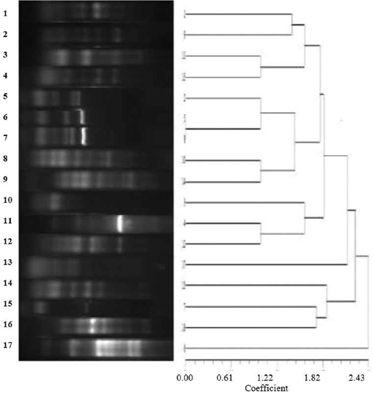 Dendrogram to illustrate the clonal differences of blaPDC producing Pseudomonas aeruginosa isolates.