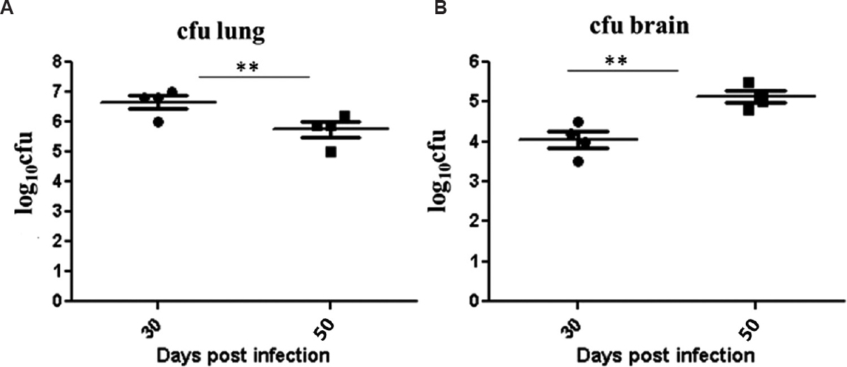 (A) Bacillary load in lung and brain tissues of mice infected with Mycobacterium tuberculosis C3 strain at 30 and 50 days post-infection (n=3, per group). (B) Bacillary burden in both organs are represented as log10 cfu **P<0.01, comparison between days 30 and 50.
