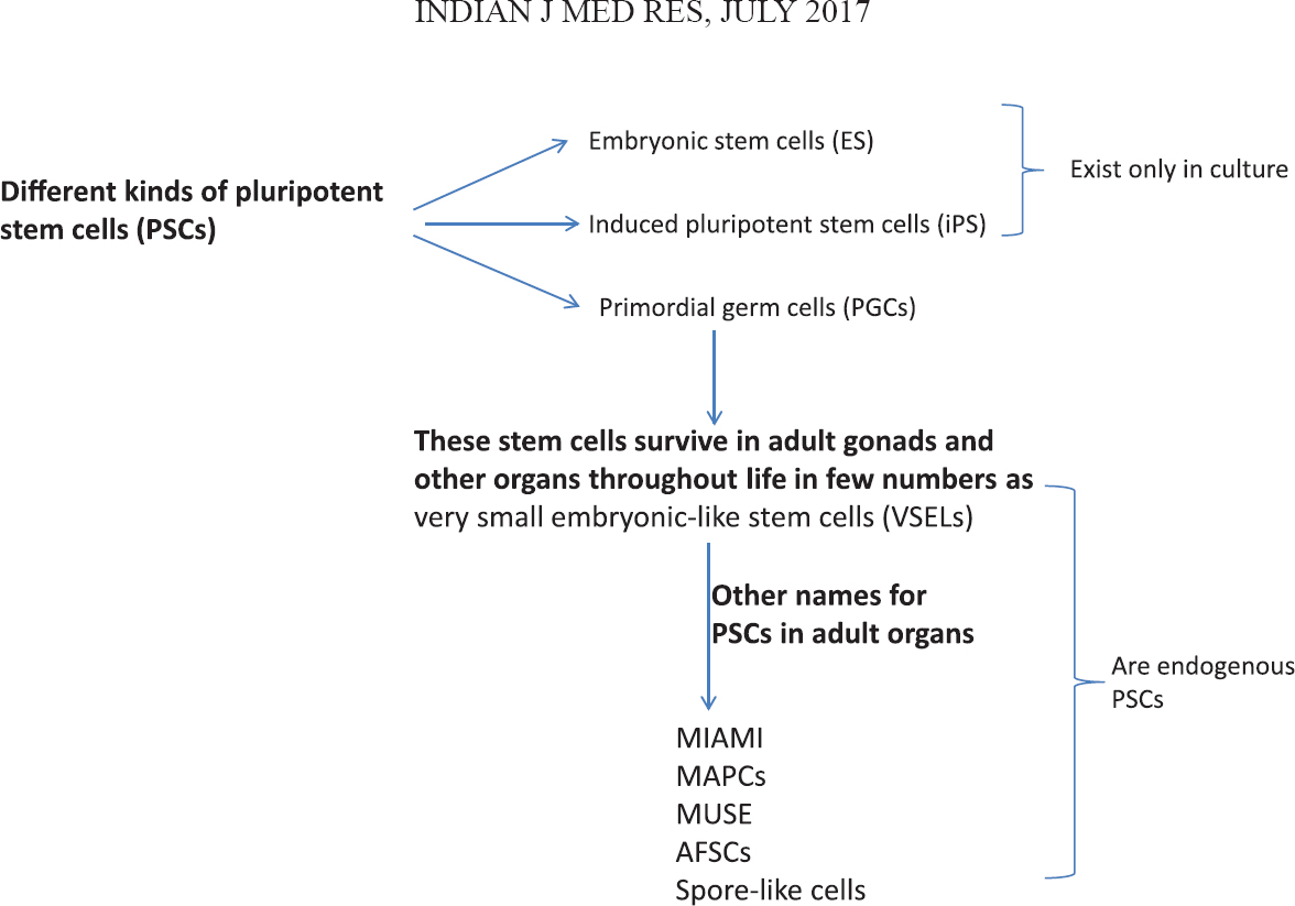 Different types of pluripotent stem cells. MIAMI, Marrow-isolated adult multilineage inducible cells; MAPCs, Multipotent adult progenitor cells; MUSE, Multilineage-differentiating stress-enduring (Muse) cells; AFSCs, Amniotic fluid-derived stem cells.