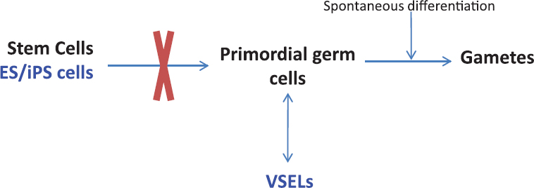 Making human gametes from pluripotent stem cells. It is technically difficult to differentiate ES/iPS cells into primordial germ cells (PGCs) as it involved lot of epigenetic changes which may be difficult to replicate in vitro VSELs are developmentally linked to PGCs which are natural precursors to the gametes. Thus VSELs spontaneously differentiate into gametes.