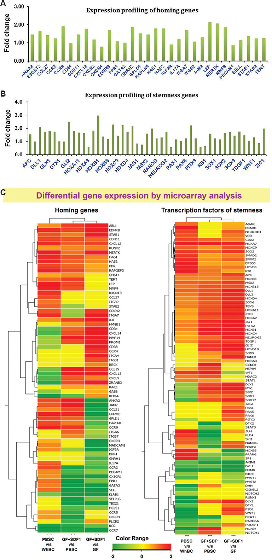 Gene expression profiling of growth factor-stimulated haematopoietic stem and progenitor cells cultures versus growth factor + stromal cell-derived factor 1 (GF+SDF1) stimulated haematopoietic stem and progenitor cells (HSPC) cultures. (A) Mean fold change for upregulated genes of homing from NCBI list in GF+ SDF1 stimulated HSPC over GF HSPC (n=2). Fold change depicted as 0.6 corresponds to 1.5 times increase of gene expression. (B) Mean fold change for genes for transcription factors involved in stem cell self-renewal, maintenance, organ morphogenesis and haematopoiesis (from NCBI list) in GF+SDF1 HSPC over GF HSPC cultures (n=2). Fold change depicted as 0.6 corresponds to 1.5 times increase of gene expression. (C) Heat maps of differential expression of genes involved in stem cell homing (left panel) and transcription factors for self renewal/ stemness (right panel) in PBSC harvest versus PBL from whole blood, GF+SDF1 stimulated HSPC versus cells from PBSC harvest and GF+SDF1 stimulated HSPC over GF-stimulated HSPC.
