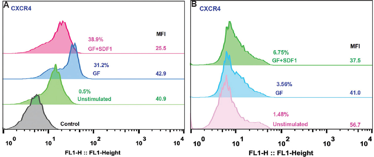(A) CXCR4 expression and receptor downregulation in stromal cell-derived factor 1(SDF1) -CXCR4 signalling in haematopoietic stem and progenitor cells (HSPC). Ex vivo expanded cells stained with CXCR4 antibody - FITC conjugate. Cells were analyzed by flow cytometry. Histogram overlay of cells from unstimulated HSPC, GF HSPC and GF+SDF1 HSPC (representative of 5 experiments each). For each test, isotype antibody served as control; % expression and median fluorescence intensity (MFI) for each set are shown at right side of histogram. (B) CXCR4 expression and receptor downregulation in SDF1-CXCR4 signalling in HSPC. Flow cytometric analysis of bone marrow cells derived from mice transplanted with expanded HSPC were stained with CXCR4 antibody - FITC conjugate. Cells were analyzed by flow cytometry. Histogram overlay of cells from unstimulated HSPC, GF HSPC and GF+SDF1 HSPC (n=5). For each test, isotype antibody served as control; % expression and median fluorescence intensity for each set are shown at the right side of histogram.