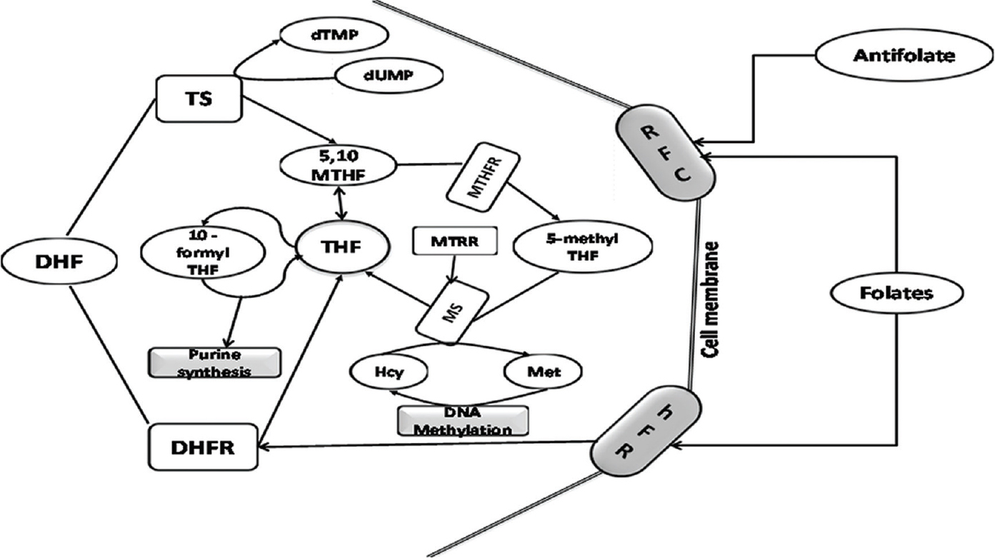 Simplified scheme for one-carbon metabolism. THF, tetrahydrofolate; DHF, dihydrofolate; RFC, reduced folate carrier; hFR, human folate receptor; MTHFR, 5,10-methylenetetrahydrofolate reductase; DHFR, dihydrofolate reductase; Met, methionine; Hcy, homocysteine; SHMT, serine-hydroxy-methyltransferase; MS, methionine synthase; TS, thymidylate synthase; MT, methyltransferases (enzymes of this pathway are depicted as unshaded boxes, substrates are shown in unshaded ovoid shapes whereas shaded boxes represent biosynthetic/biochemical pathways and shaded cylinders stand for membrane receptors/transporters).