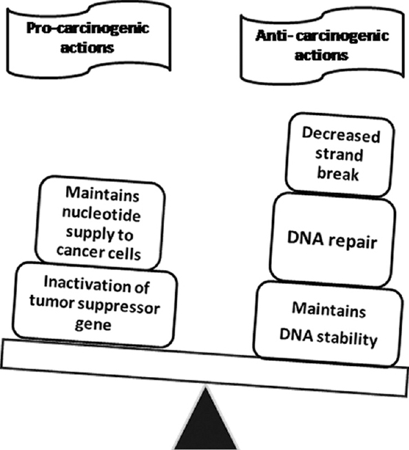 Proposed dual role of folate in oncogenesis. Source: Refs 2,69