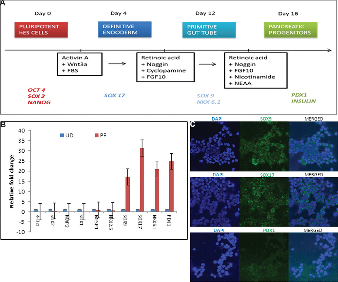 Differentiation of KIND1 cells into pancreatic progenitors. (A) Schematic representation of protocol. (B) Expression of pluripotency (OCT4, SOX2), pancreatic progenitor-specific (SOX17 (SRY-Box 17), SOX9 (SRY-Box 9), NKX6.1 (NK6 homeobox 1), PDX1 (Pancreas/duodenum homeobox protein 1), ectodermal SOX1 (SRY-Box 1), MAP2 (Microtubule-associated protein 2) and mesodermal MESP1 (mesoderm posterior bHLH transcription factor 1), NKX2.5 (NK2 homeobox 5) transcripts in undifferentiated (UD, blue) and pancreatic progenitors on day 16 (PP, red). Data represent mean±standard error of the mean. (C) Immunofluorescence for SOX9, SOX17 and PDX1 (×10).