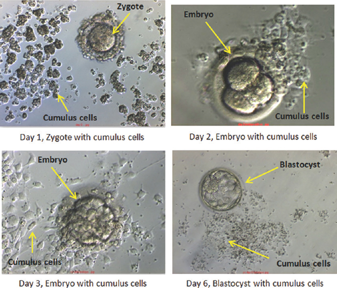 Developing embryos with cumulus cells.