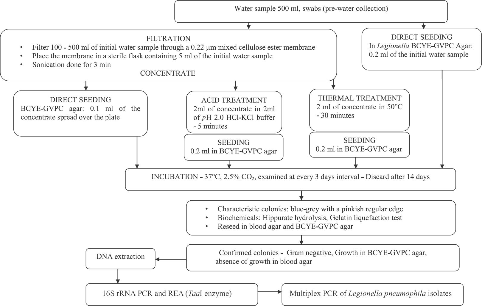 Flowchart showing processing of water samples. BCYE-GVPC, buffered charcoal-yeast extract with Glycine, Vancomycin, Polymyxin B, and Cycloheximide; PCR, polymerase chain reaction; REA, restriction enzyme analysis.
