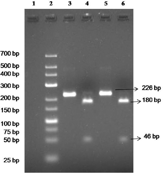 16S rRNA gene polymerase chain reaction (PCR) and restriction enzyme analysis (REA) of standard strains. Lane 1, negative control; lane 2, low range Marker (25-700 bp); lanes 3 & 4, PCR & REA of ATCC 33152 Legionella pneumophila, respectively; lanes 5 & 6, PCR & REA of ATCC 33153 L. pneumophila, respectively.