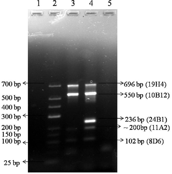 Multiplex PCR of five markers in Legionella pneumophila standard strains ATCC 33152 and ATCC 33153 - Lane 1, Blank; lane 2, low range marker 25-700 bp size; lane 3, Legionella pneumophila ATCC 33152 DNA; lane 4, L. pneumophila ATCC 33153 DNA; lane 5, negative control.