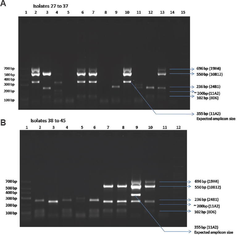 Multiplex PCR of environmental Legionella pneumophila isolates (isolates 27 to 45 represented here). (A) Isolate 27 to 37 - Lane 1: low range Marker 25-700 bp, lane 2: isolate 27 (2B); lane 3, isolate 28 (5B); lane 4, isolate 29 (11A2); lane 5, isolate 30 (11B); lane 6, isolate 31 (6B); lane 7, isolate 32 (6C); lane 8, isolate 33 (7A); lane 9, isolate 34 (7C); lane 10, isolate 35 (12B); lane 11, isolate 36 (15B); lane 12, isolate 37 (15C); lane 13, positive control (ATCC 33153 Legionella pneumophila); lane 14, negative control; lane 15, 100 bp ladder. (B) Isolate 38 to 45 - Lane 1, low range Marker 25-700 bp; lane 2, isolate 38 (11B); lane 3, isolate 39 (11C), lane 4, isolate 40 (15A); lane 5, isolate 41 (15B); lane 6, isolate 42 (15C); lane 7, isolate 43 (17B); lane 8, isolate 44 (17C); lane 9, isolate 45 (19B); lane 10, positive control (ATCC 33153 L. pneumophila); lane 11, negative control; lane 12, 100 bp ladder.