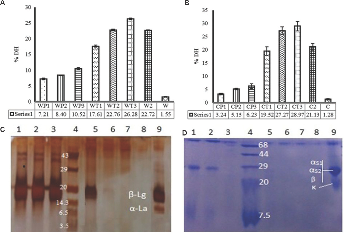 Degree of hydrolysis (DH) (A) in whey protein with pepsin (WP), pancreatin (WT) and both (W2). (B) Casein digested with pepsin (CP), pancreatin (CT) and both (C2). (C) sodium dodecyl sulphate-polyacrylamide gel electrophoresis (SDS-PAGE) of whey protein hydrolysates (lane 1, 2 & 3, whey protein treated with pepsin for 60, 120 and 240 min, respectively; lane 4, protein marker; lanes 5, 6 & 7, whey protein treated with pancreatin for 60, 120 and 240 min, respectively; lane 8, two stage hydrolysis of whey protein; lane 9, whey protein. (D) SDS-PAGE of casein hydrolysates (lanes 1, 2 & 3, casein treated with pepsin for 60, 120 & 240 min, respectively; lane 4, protein marker; lanes 5, 6 & 7, casein treated with pancreatin for 60, 120 & 240 min, respectively; lane 8, two stage hydrolysis of casein; lane 9, casein protein). α-La, α-lactalbumin; β-Lg, β-lactoglobulin; αs1, αs1-casein; αs2, αs2 casein; β, β-casein; κ, κ-casein.