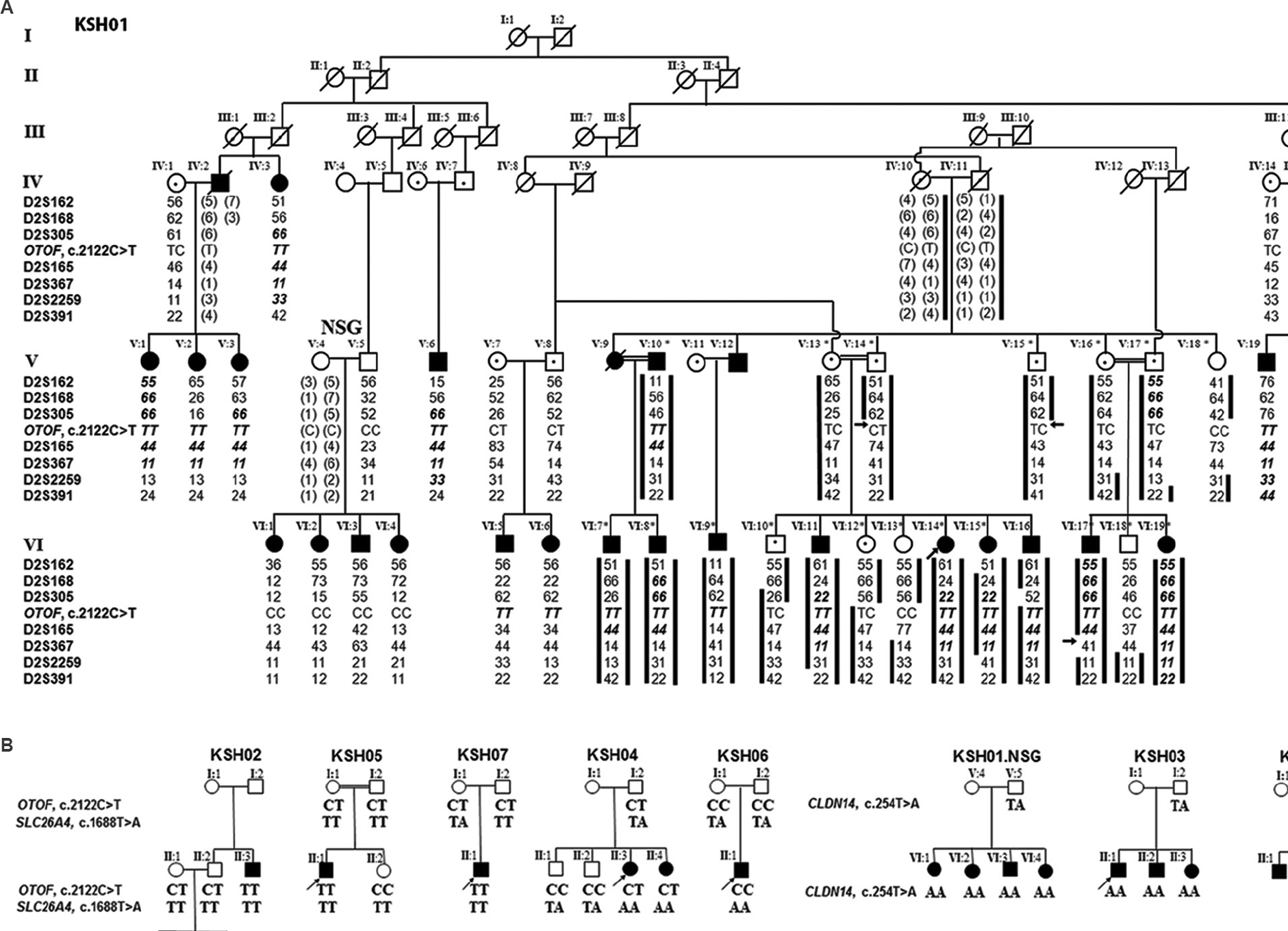 Pedigree analysis of KSH01-KSH08. (A) 2p24-p22 marker haplotypes and OTOF, c.2122C>T in KSH01. Members taken up for genome-wide scan (asterisk), additional affected members genotyped and their parents/ancestors are depicted. Of the 45 members of this family, all 24 affected members and 16 of 22 unaffected members (excluding 6 unaffected members from the extended family) are shown. Microsatellite markers (left-side), affected chromosomes (black bars), critical recombination boundaries (arrows), autozygous genotypes (bold italics) and inferred genotypes (parenthesis) are indicated. NSG (non-segregating) denotes the branch where linkage to 2p24-p22 was absent. (B) KSH02-KSH08 and KSH01.NSG showing the segregating mutations: c.2122C>T, c.254T>A and c.1668T>A. Squares, circles, filled and unfilled symbols denote males, females, affected and unaffected individuals, respectively.