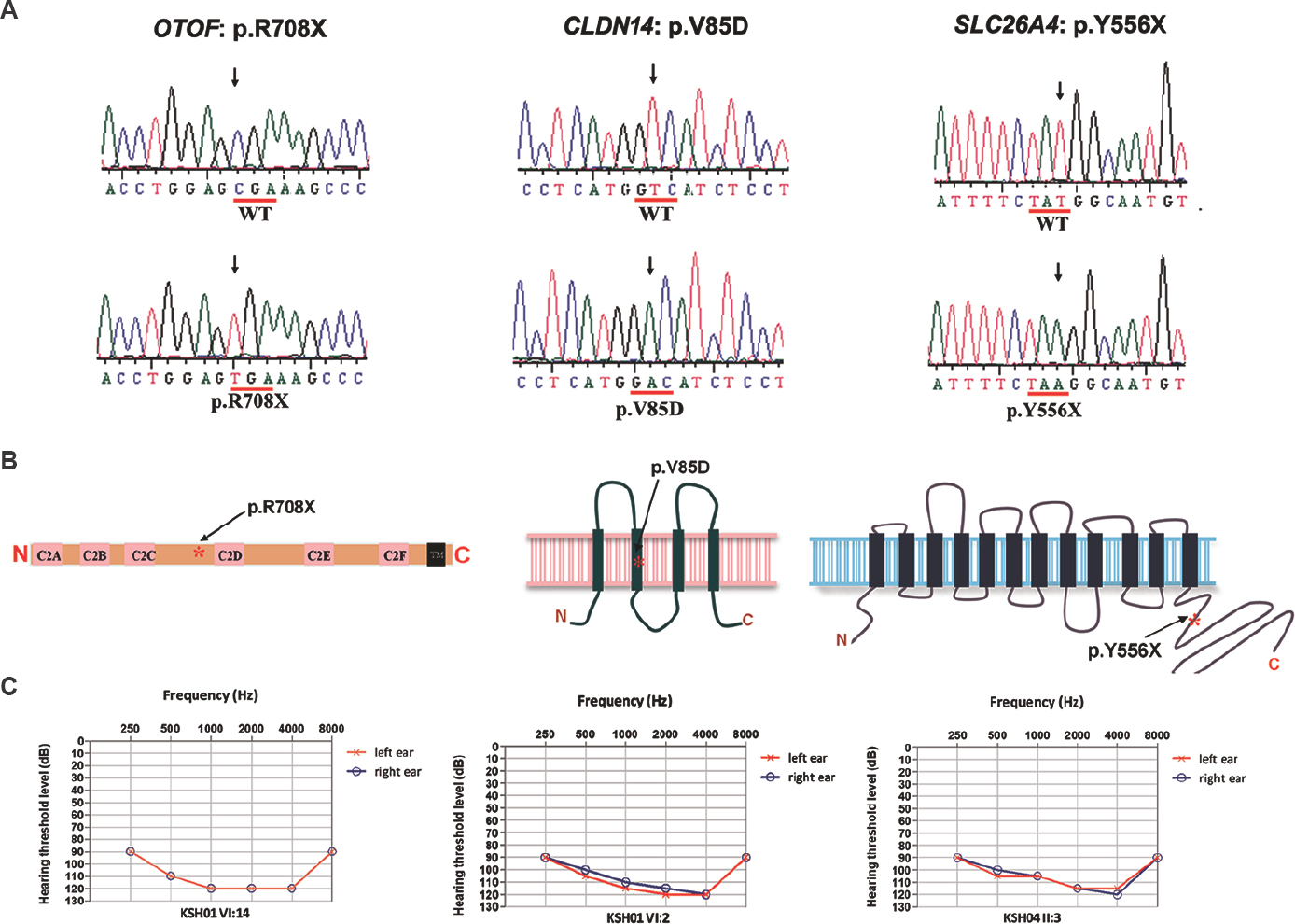 Mutations OTOF p.R708X (c.2122C>T); CLDN14 p.V85D (c.254T>A) and SLC26A4 p.Y556X (c.1668T>A). (A) Representative sequence traces from the hearing impaired individuals exhibiting the mutations (lower panel) are shown. The corresponding wild-type alleles are shown in upper panel. (B) Protein schematics of OTOF, CLDN14 and SLC26A4 depicting approximate locations (asterisk) of mutations. (C) Audiograms of affected members KSH01-VI:14, KSH01.NSG-VI:2 and KSH04-II:3. Curves indicate the hearing thresholds for left (red) and right (blue) ears.