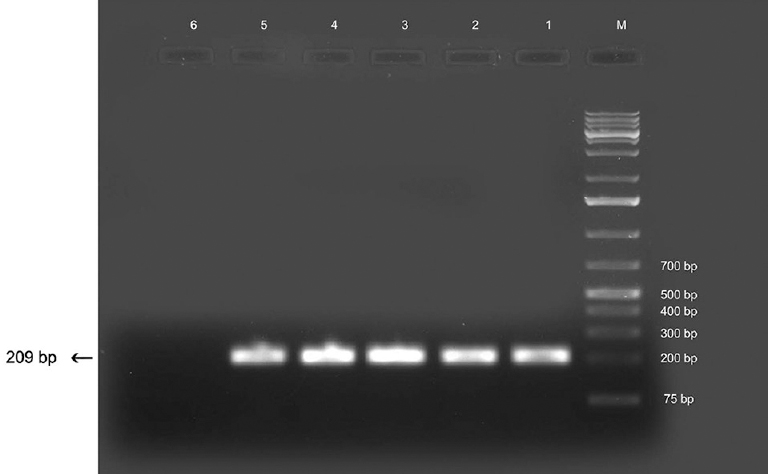 Polymerase chain reaction products using DR COI primers. Lane M, DNA ladder; lanes 1-4, human isolates; lane 5, canine isolate; lane 6, negative control.