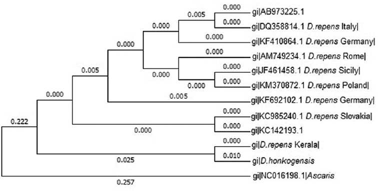 Phylogenetic tree of Dirofilaria repens based on COI gene sequences.
