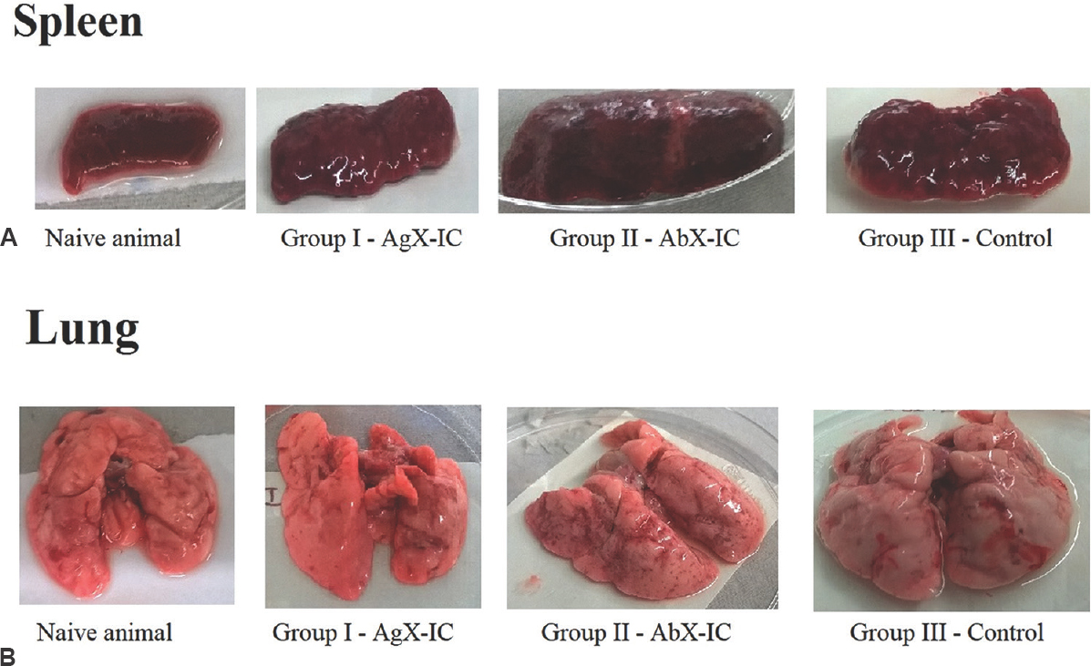 Pathophysiology of guinea pig spleen (A) and lung (B) infected with Mycobacterium tuberculosis. Typical tuberculosis signs such as tubercles, necrosis and inflammation were observed in the spleen whereas caseation, haemorrhage, necrosis and inflammation were observed in the lungs of all guinea pigs subjected to the study. Guinea pigs immunized with antigen excess ICs showed lesser degrees of pathogenicity. Group I - guinea pigs immunized with antigen excess immune complex; Group II - guinea pigs immunized with antibody excess immune complex; Group III - non-immunized control guinea pigs.