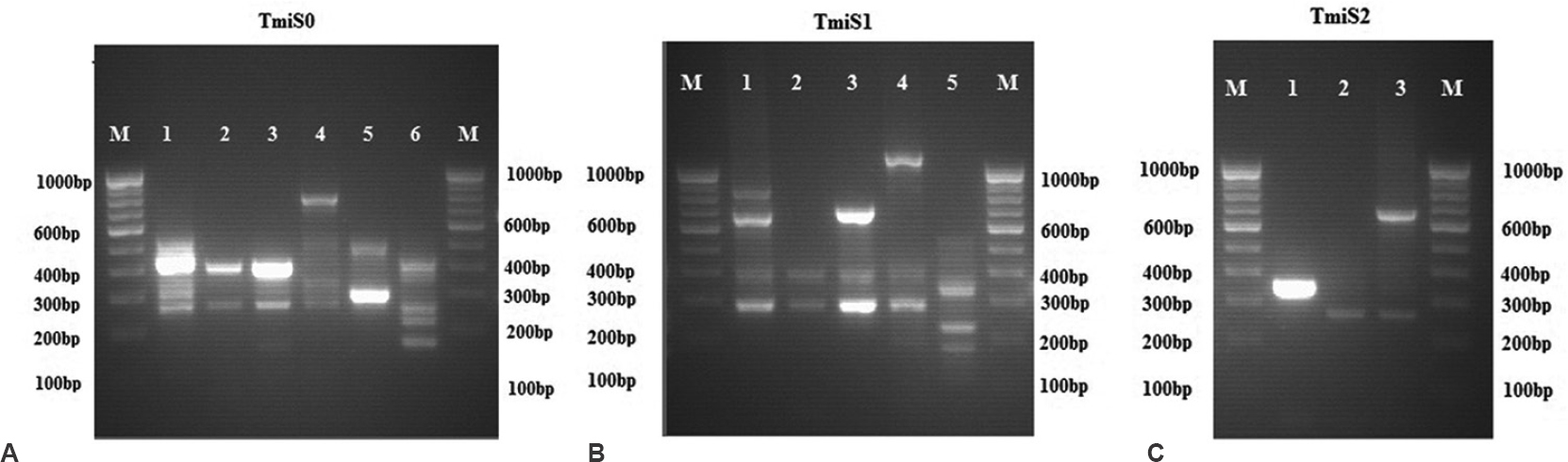 Polymerase chain reaction fingerprint of representative types of Trichophyton mentagrophytes TmiS0 (A), TmiS1 (B) and TmiS2 (C) loci.