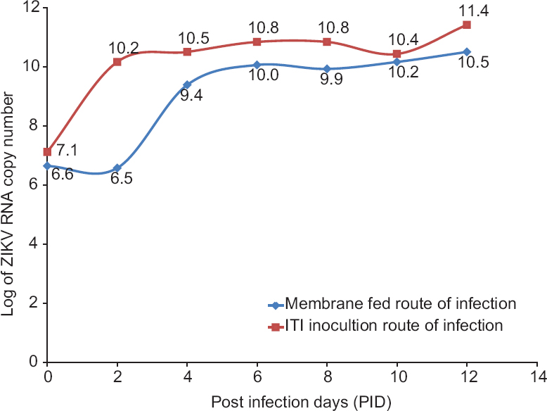 Replication kinetics of Zika virus in Indian strain of Aedes aegypti infected via intrathoracic inoculation (ITI) and membrane-feeding routes.