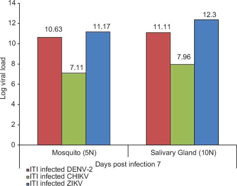 Detection of viral RNA in pools of infected salivary glands (n=10) and whole Aedes aegypti mosquitoes (n=5) on seventh post-infection day after virus infected via intrathoracic inoculation (ITI) route.