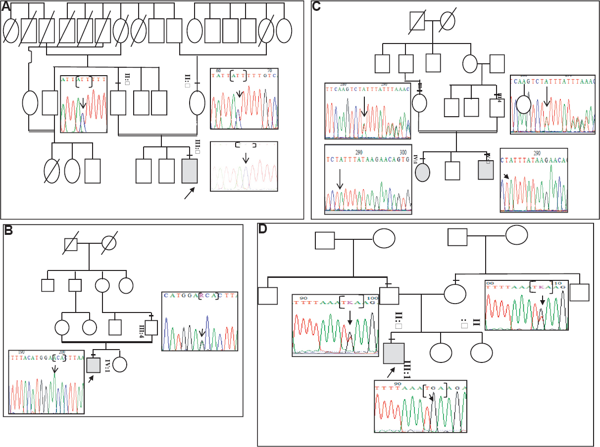 Co-segregation analysis for Bardet–Biedl syndrome gene mutations: (A) c.272T>C in ARL6 gene (BSI-42 family) (B) c.1249G>A in BBS10 gene (family BSI-25) (C) c.1334_1338del in BBS10 gene (family BSI-46) (D) c.425T>G in BBS5 gene (family BSI-31).
