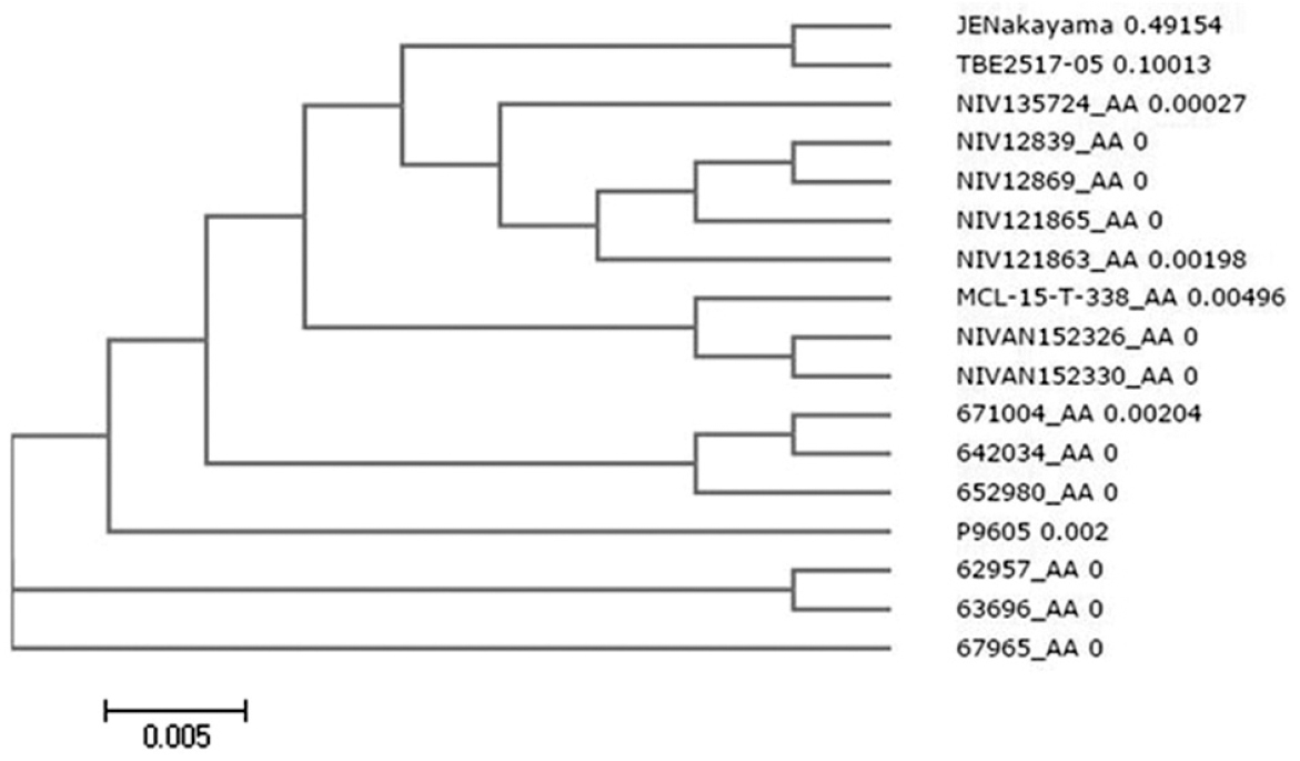 Phylogenetic tree of Kyasanur Forest disease E-protein sequences with Japanese encephalitis virus (JEV, Nakayama strain) and tick-borne encephalitis virus (TBEV, strain 2517-05) as outlier.