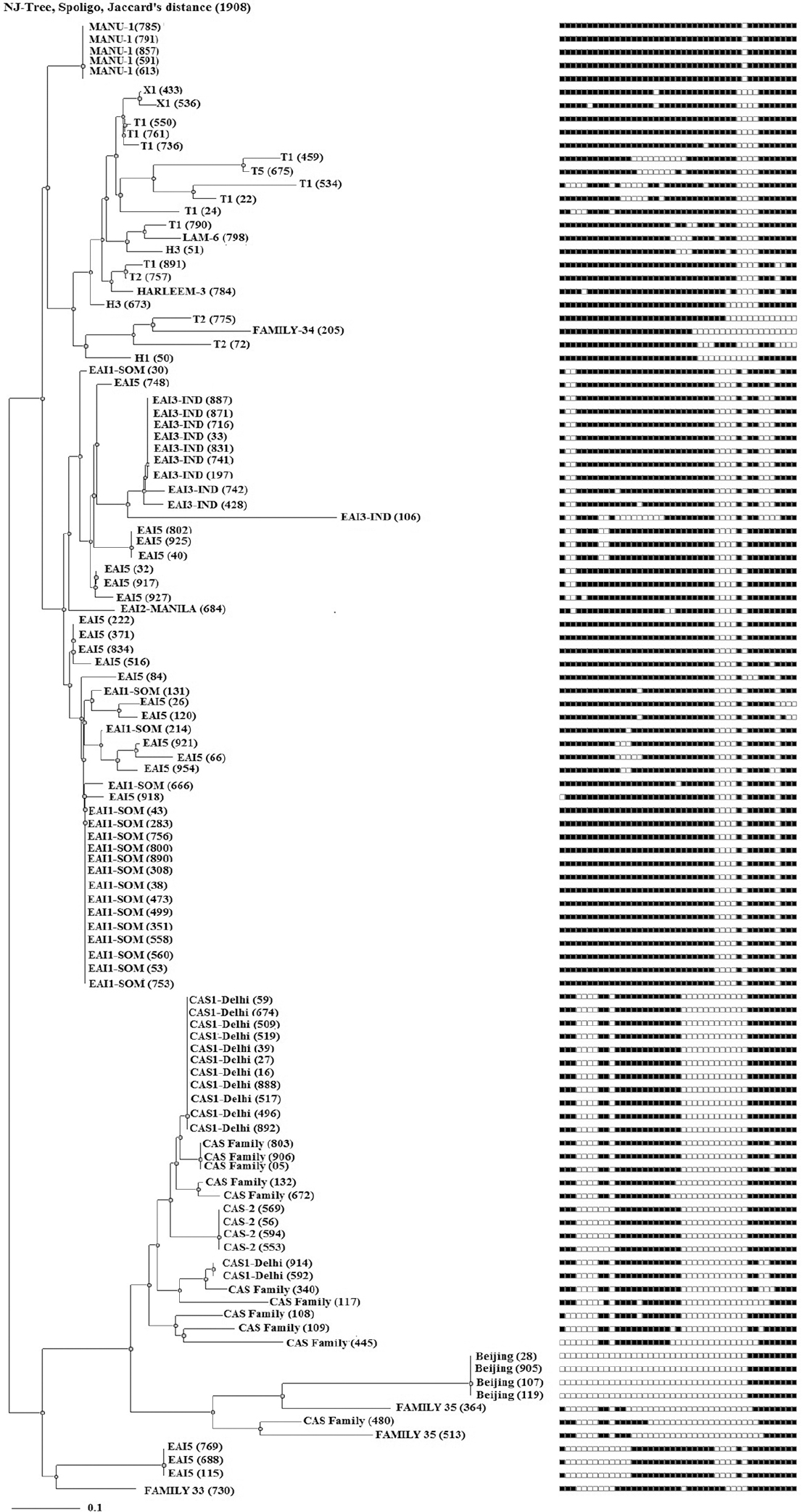A spoligotyping-based dendogram generated through N-J tree analysis using Mycobacterial Interspersed Repetitive Units-Variable Number of Tandem Repeats plus database showing genetic diversity of 111 clinical isolates from Udupi district, Karnataka, India.
