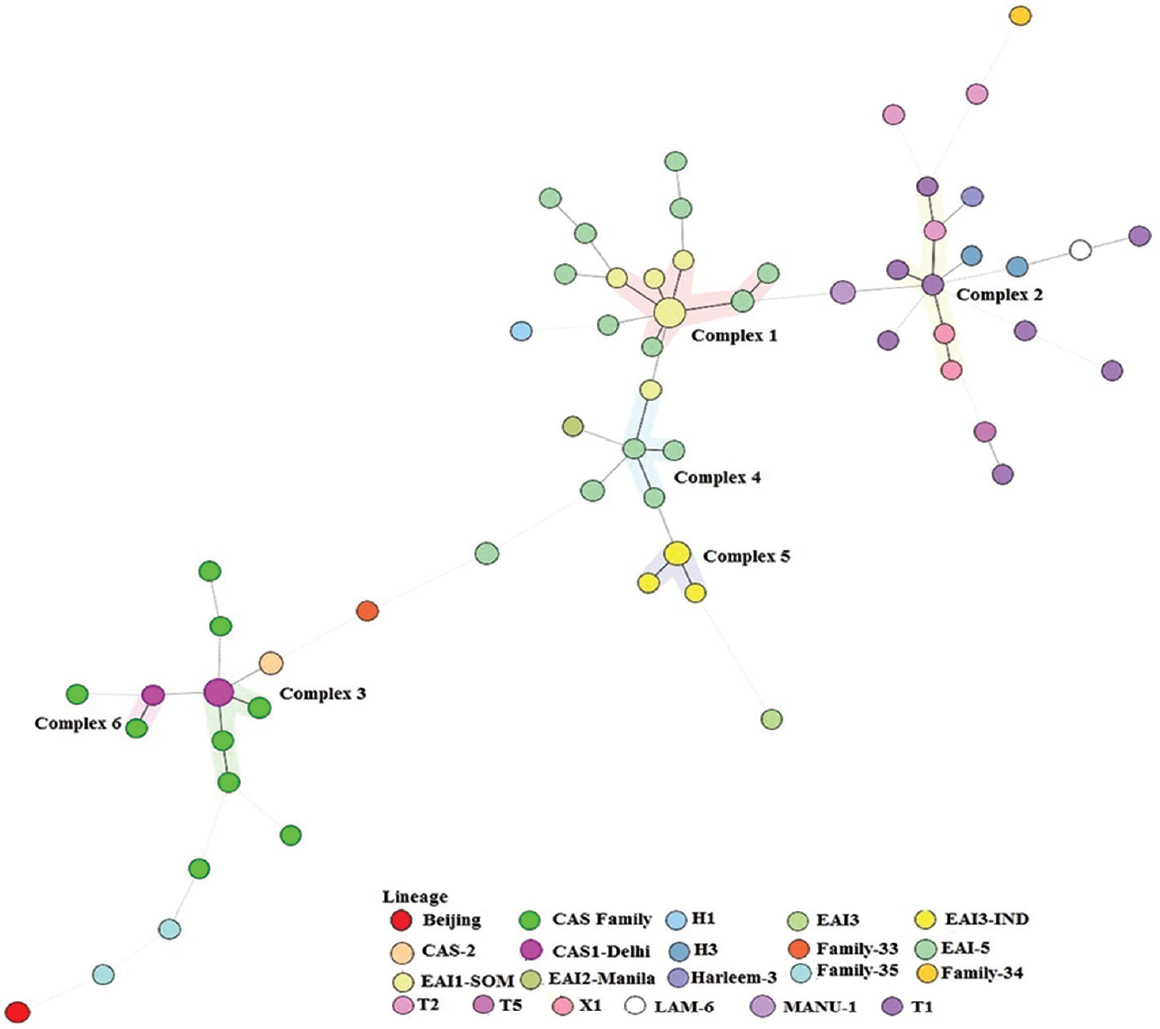 A minimum spanning tree based on phylogenetic lineages. The structure of the tree is represented by branches (continuous, dashed and dotted lines) and circles representing individual pattern. The length of the branches represents the distance between patterns while the complexity of the lines (continuous, grey dashed and grey dotted) denotes the number of allele/spacer changes between two patterns: solid lines, 1 or 2 or more changes (thicker ones indicate a single change, while the thinner one indicates 2 changes); grey dashed lines represent 3 changes; and grey dotted lines represent 4 or more changes. The size of the circle is proportional to the total number of isolates in our study, illustrating unique isolates (smaller nodes) versus clustered isolates (bigger nodes). The colour of the circles indicates the lineage to which the specific pattern belongs.