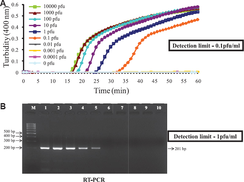 Comparison between sensitivity (detection limit) of reverse-transcription loop-mediated isothermal amplification (RT-LAMP) and conventional RT-PCR. (A) Real-time kinetics of West Nile virus reverse-transcription loop-mediated isothermal amplification (RT-LAMP) amplification of the E gene showing the amplification curve with serial 10 fold dilutions of the virus ranging from 104 to 0.0001 plaque-forming unit (pfu). The x axis depicts the time of positivity, and the y axis shows the turbidity value in terms of the optical density at 400 nm. (B) RT-PCR performed on the same serial dilution as used for RT-LAMP. The detection limit of the RT-LAMP assay was 10-fold higher than conventional RT-PCR. M, 1 kb marker; lane1-9, 104 - 0.0001 pfu of virus; lane 10, no virus.