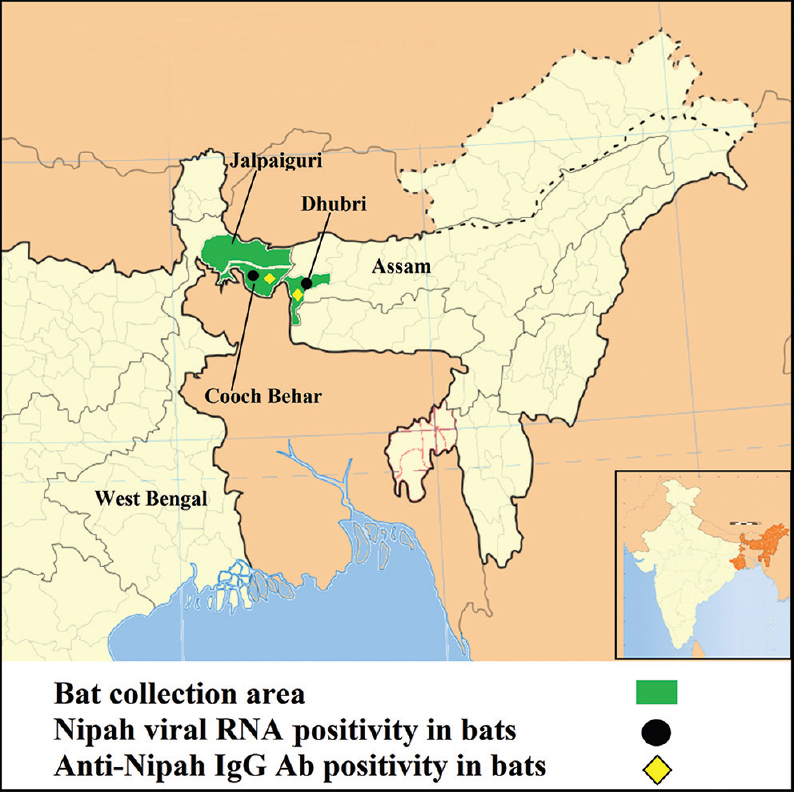 Geographic locations of bat collection and for Nipah positivity in Pteropus giganteus bat, northeast India.