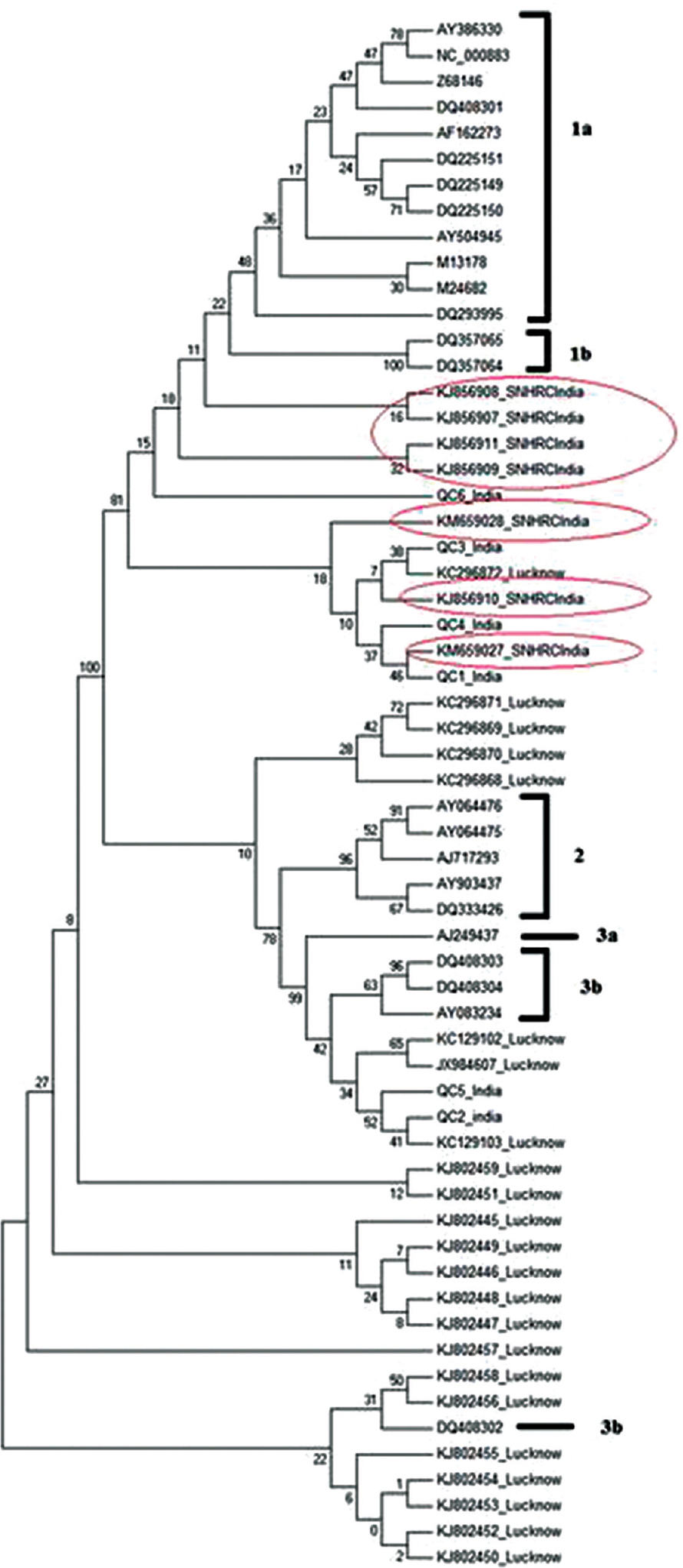 Phylogenetic tree of human B19V for genotype determination. The sequences identified in our study were circled.