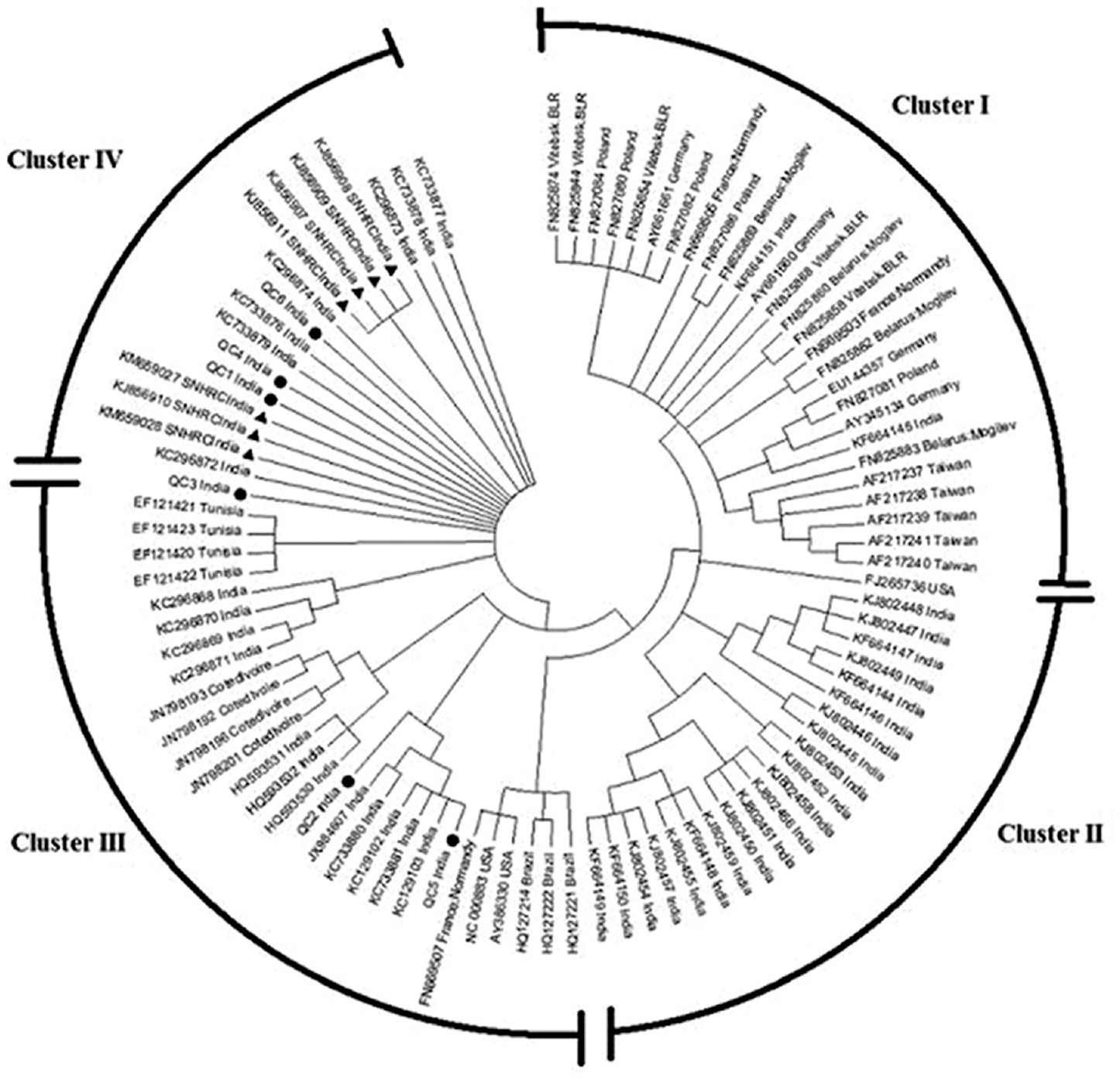 Phylogenetic tree of human B19V compared with global strains.