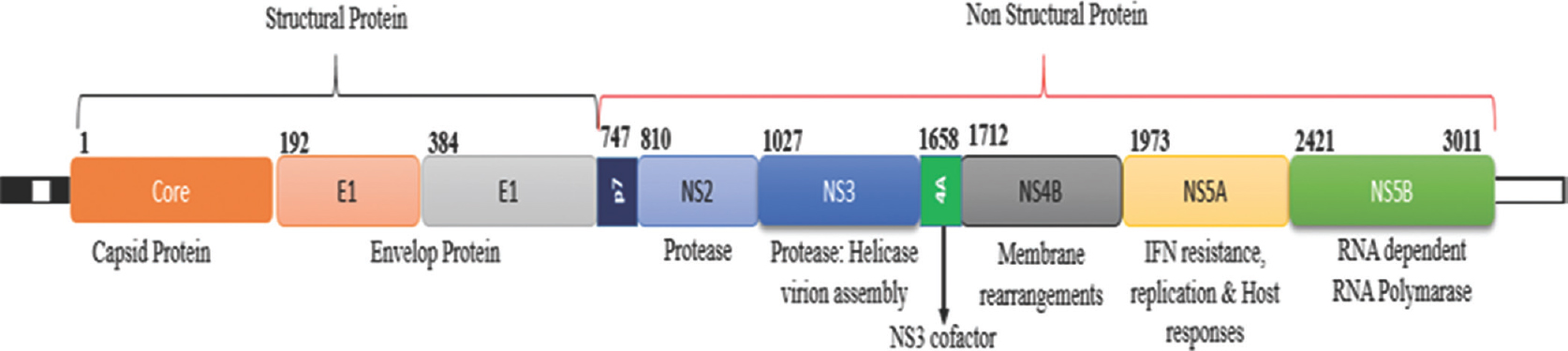 Schematic representation of genome organization of hepatitis C virus. The entire genome encodes a polyprotein, which is further processed into three structural [core (C), envelop protein (E1 & E2)] and five non-structural proteins [NS1, NS2, NS3, NS4 & NS5]; Protein positions are shown by numbers on the upper part of the scheme. Figure modified and reproduced with permission from Ref 20.