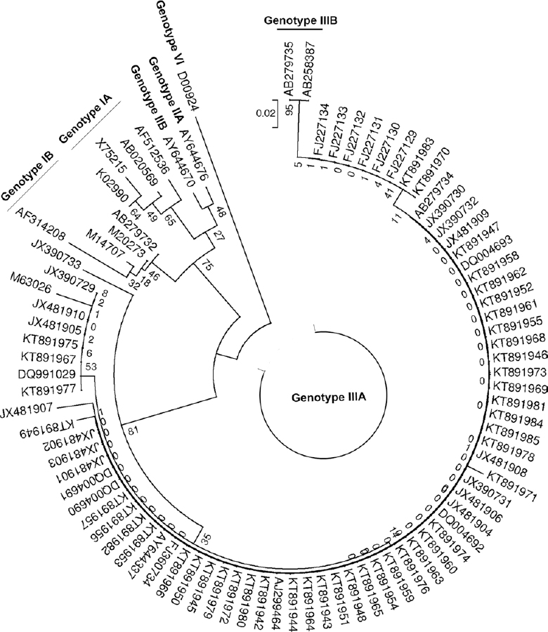 Phylogenetic analysis of 44 PCR positive representative hepatitis A virus samples based on 5’ UTR region.
