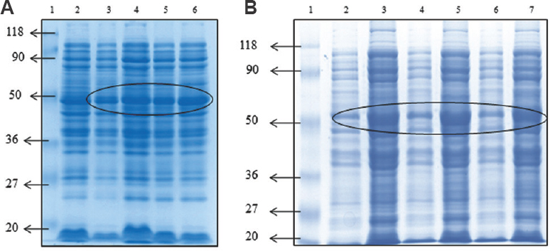 SDS-PAGE for protein expression of Botulinum neurotoxin serotype E light chain clone (A) induced at 20°C; lane 1, protein molecular weight marker (kDa); lane 2, Escherichia coli M15 host cells; lane 3, uninduced clone; lanes 4-6, induced with 0.25, 0.5, 0.75 mM isopropyl-β-D-1-thiogalactopyranoside, (B) induced at 25°C; lane 1, protein molecular weight marker (kDa); lanes 2,4,6, uninduced clone; lane 3,5,7, induced with 0.25, 0.5, 0.75 mM isopropyl-β-D-1-thiogalactopyranoside. Circle indicates 50 kDa protein. SDS-PAGE, sodium dodecyl sulphate-polyacrylamide gel electrophoresis.