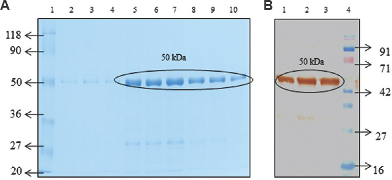 (A) SDS-PAGE. Lane 1, protein molecular weight marker (kDa); lanes 2 to 10, purified protein. (B) Western blot. Lanes 1 to 3, purified protein; lane 4, protein molecular weight marker (kDa). Circle indicates Botulinum neurotoxin (50 kDa) protein.