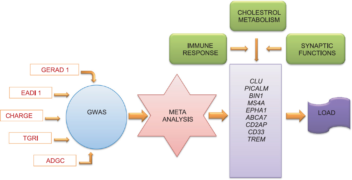 Schematic representation of multiple organizations who worked to find new genome-wide association study loci and how different loci are connected with each other. The gene loci found as a result of meta-analyses belong to three broad functional categories: immune response, synaptic function and cholesterol metabolism. GWAS, genome wide association studies; GERAD1, genetic and environmental risk for Alzheimer's disease consortium 1; EADI1, European Alzheimer's disease initiative 1; CHARGE, Cohorts for Heart and Aging research in genomic epidemiology; TGRI, Translational Genomics Research Institute; ADGC, Alzheimer's disease genetic consortium; LOAD, late onset Alzheimer's disease.